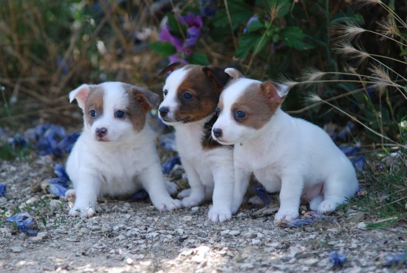 Chiot Chien de garenne portugais de Solemel