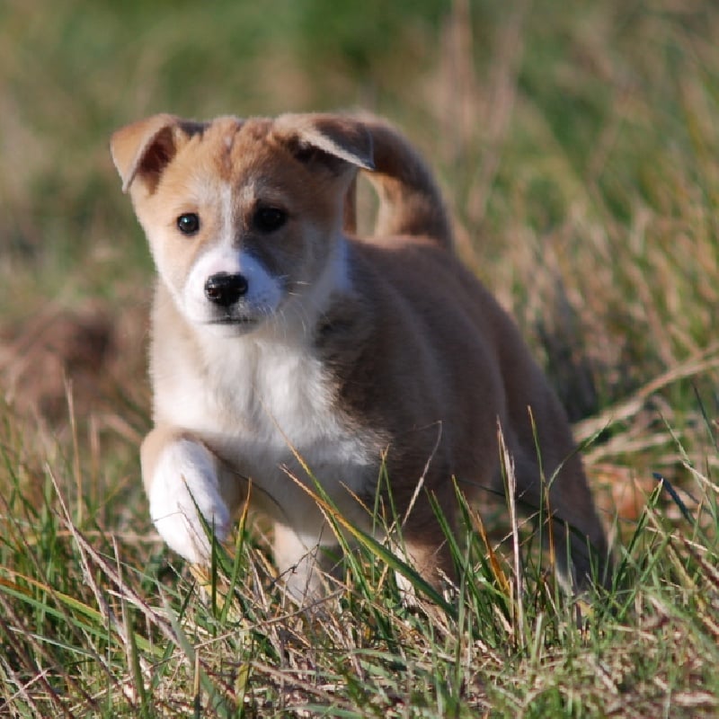 de Solemel - Canaan Dog - Portée née le 17/10/2008