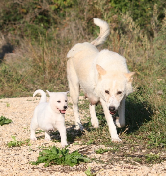 de Solemel - Canaan Dog - Portée née le 18/08/2009