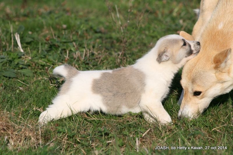 de Solemel - Canaan Dog - Portée née le 13/09/2014