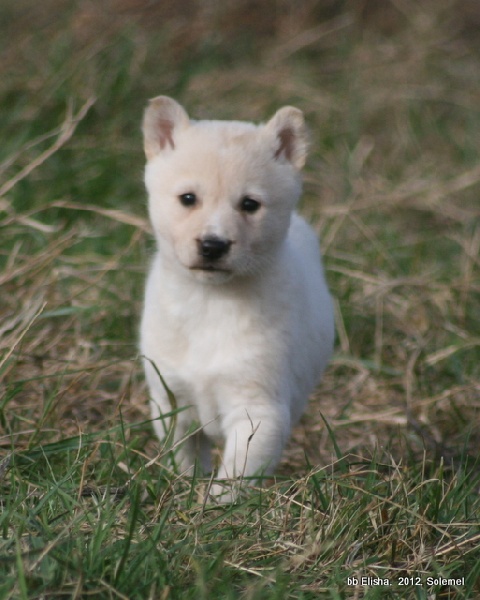 de Solemel - Canaan Dog - Portée née le 06/10/2012