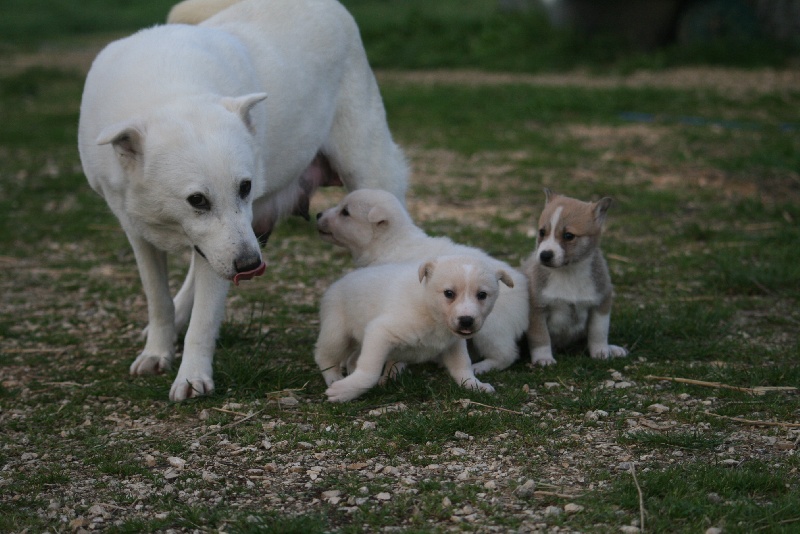 de Solemel - Canaan Dog - Portée née le 23/02/2012