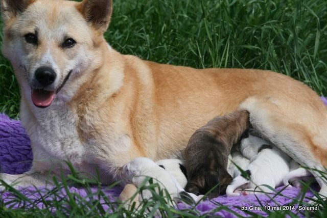 de Solemel - Canaan Dog - Portée née le 09/05/2014