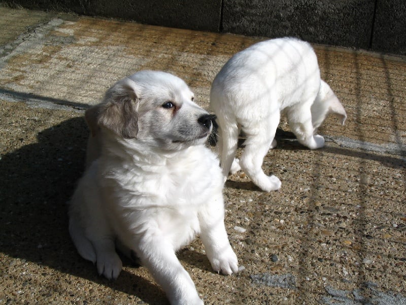 de Solemel - Canaan Dog - Portée née le 27/05/2008