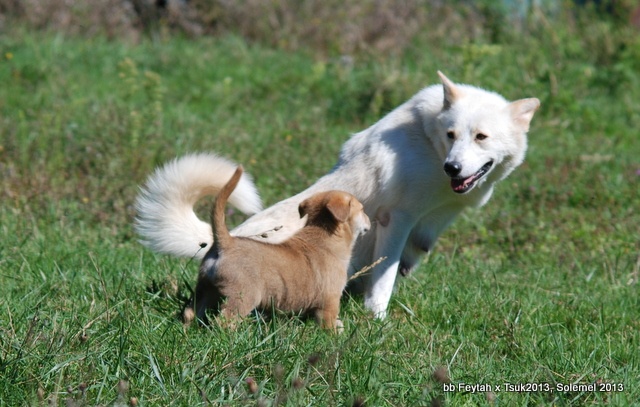 de Solemel - Canaan Dog - Portée née le 09/08/2013