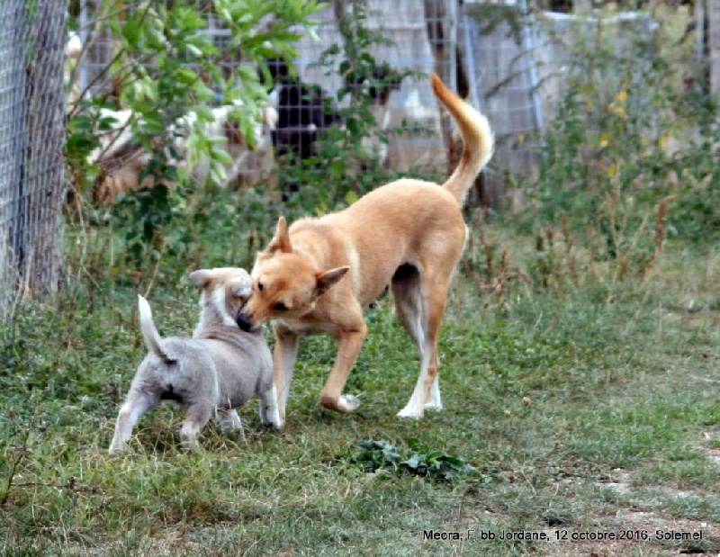 de Solemel - Canaan Dog - Portée née le 19/08/2016