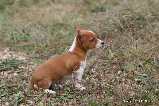 de Solemel - Chien de garenne portugais - Portée née le 26/07/2011