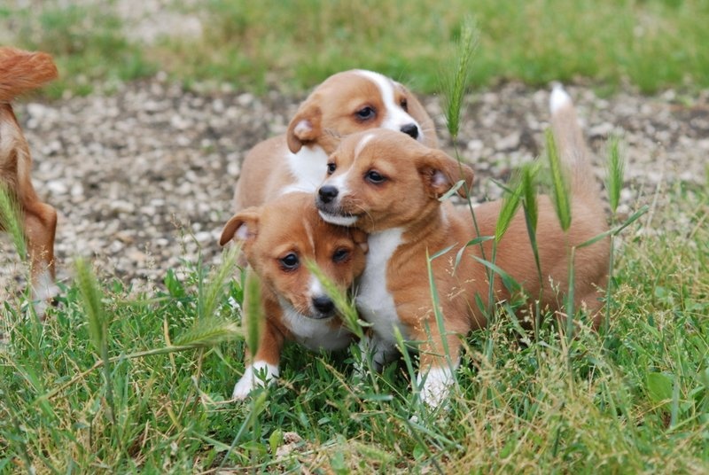 Chiot Chien de garenne portugais de Solemel