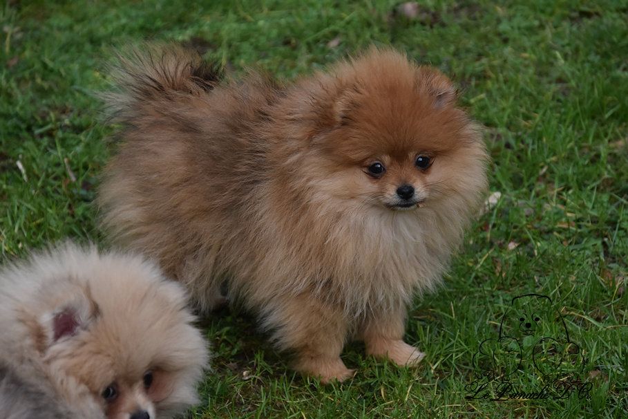 du Panache D'Or - Chiots disponibles - Spitz allemand