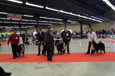 du royaume des reves - Expo du Paris Dog Show