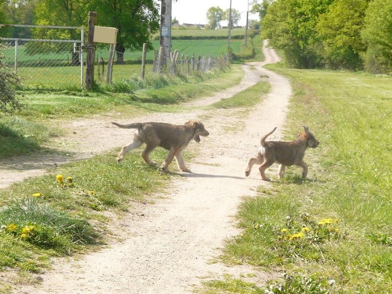 du moulin de boucheron - Berger de Picardie - Portée née le 17/02/2015