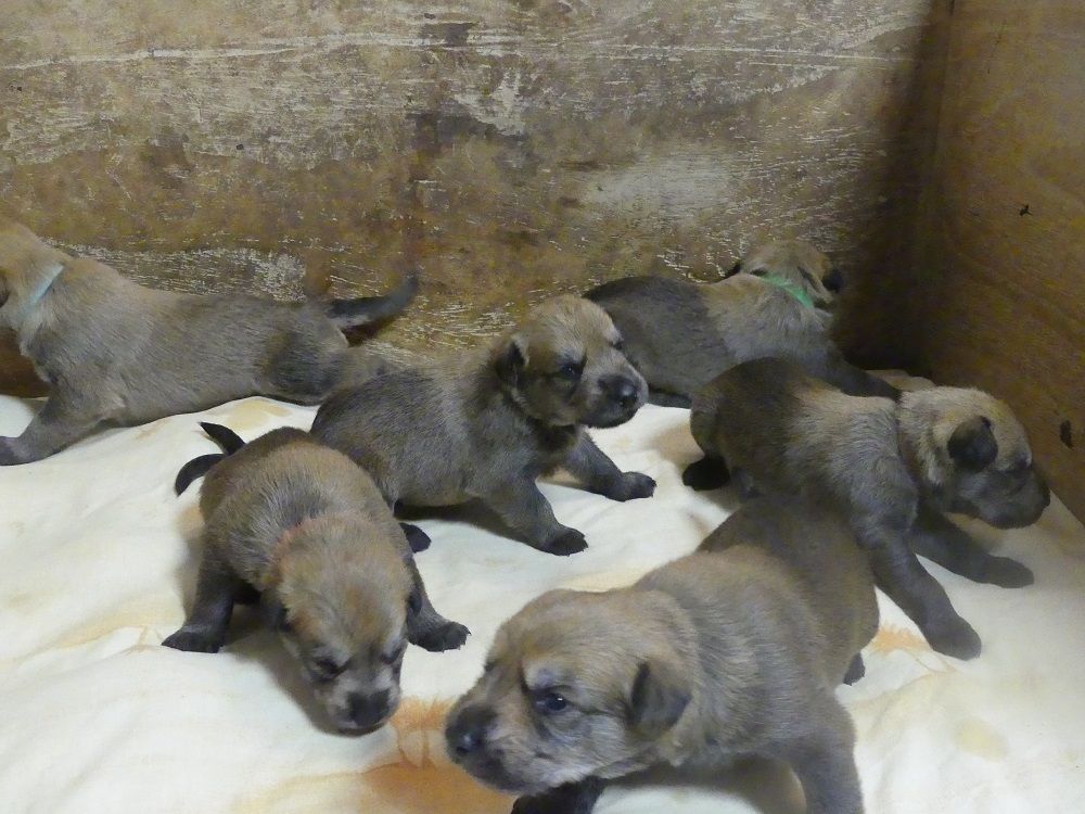 Chiot Berger de Picardie du moulin de boucheron