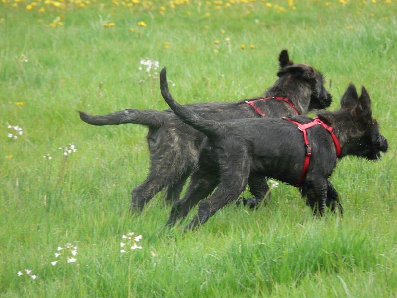 Chiot Berger de Picardie du moulin de boucheron