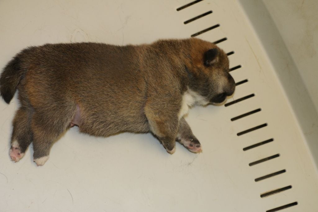 Of Nagaregumo - Chiots disponibles - Shiba