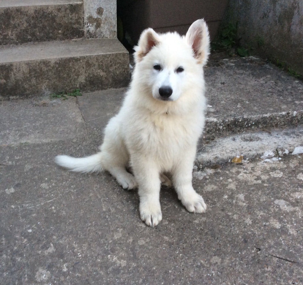 des Terres de Voldaï - Chiots disponibles - Berger Blanc Suisse