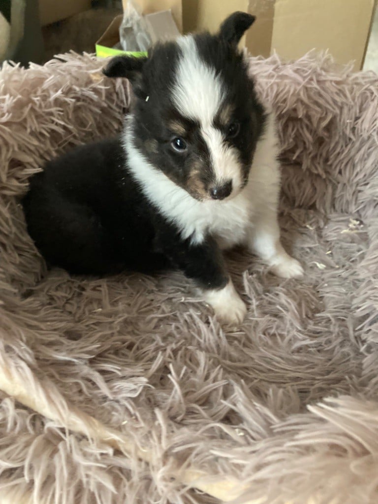 du Domaine Du Chigny - Chiots disponibles - Shetland Sheepdog