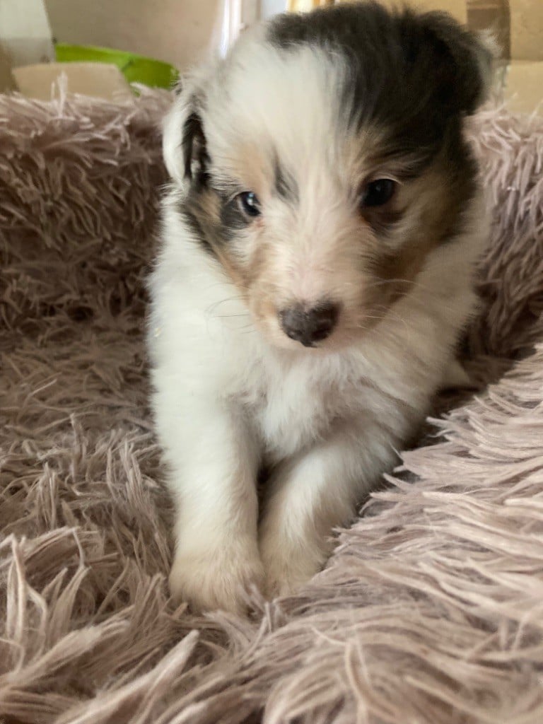 du Domaine Du Chigny - Chiots disponibles - Shetland Sheepdog