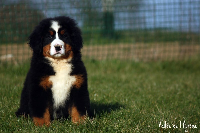 Chiot Bouvier Bernois de la Vallée de l'Hyrome