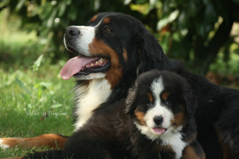 Chiot Bouvier Bernois de la Vallée de l'Hyrome