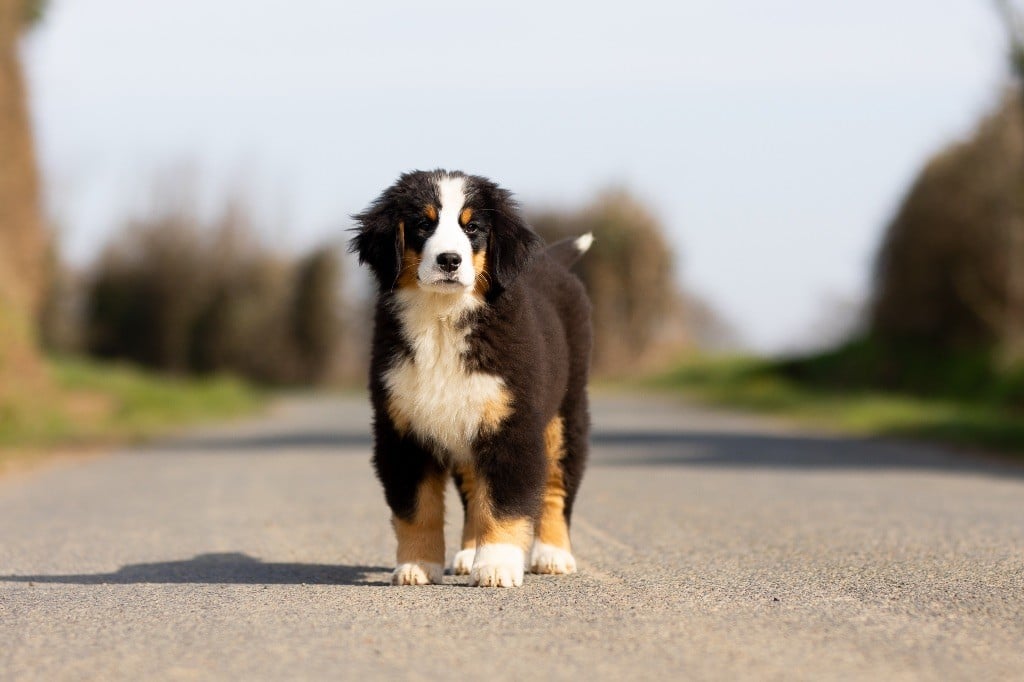 de la Vallée de l'Hyrome - Chiots disponibles - Bouvier Bernois