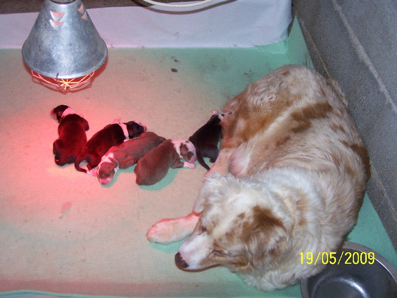 Chiot Berger Australien de la Vallée de l'Hyrome