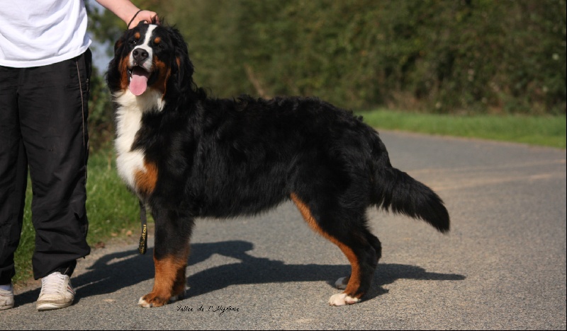 Chiot Bouvier Bernois de la Vallée de l'Hyrome