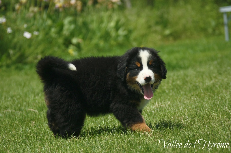 Chiot Bouvier Bernois de la Vallée de l'Hyrome