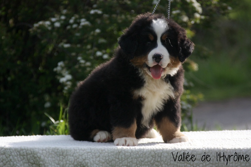 Chiot Bouvier Bernois de la Vallée de l'Hyrome