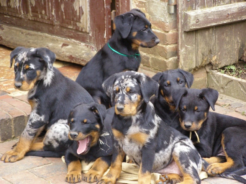 Chiot Berger de Beauce de la Freya