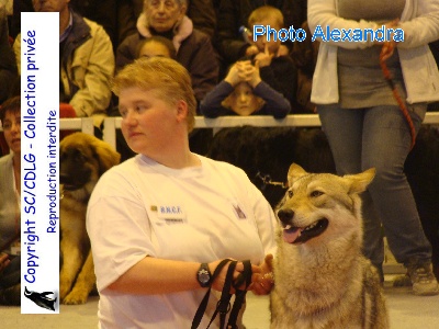 de la compagnie du loup gris - BILAN DE LA SAISON 2009