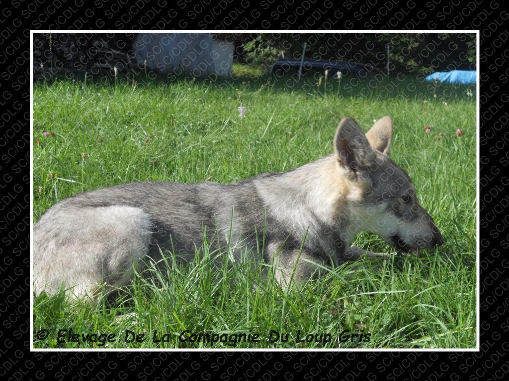 de la compagnie du loup gris - DISPONIBLE NORMANDIE-NIEMEN DE LA COMPAGNIE DU LOUP GRIS