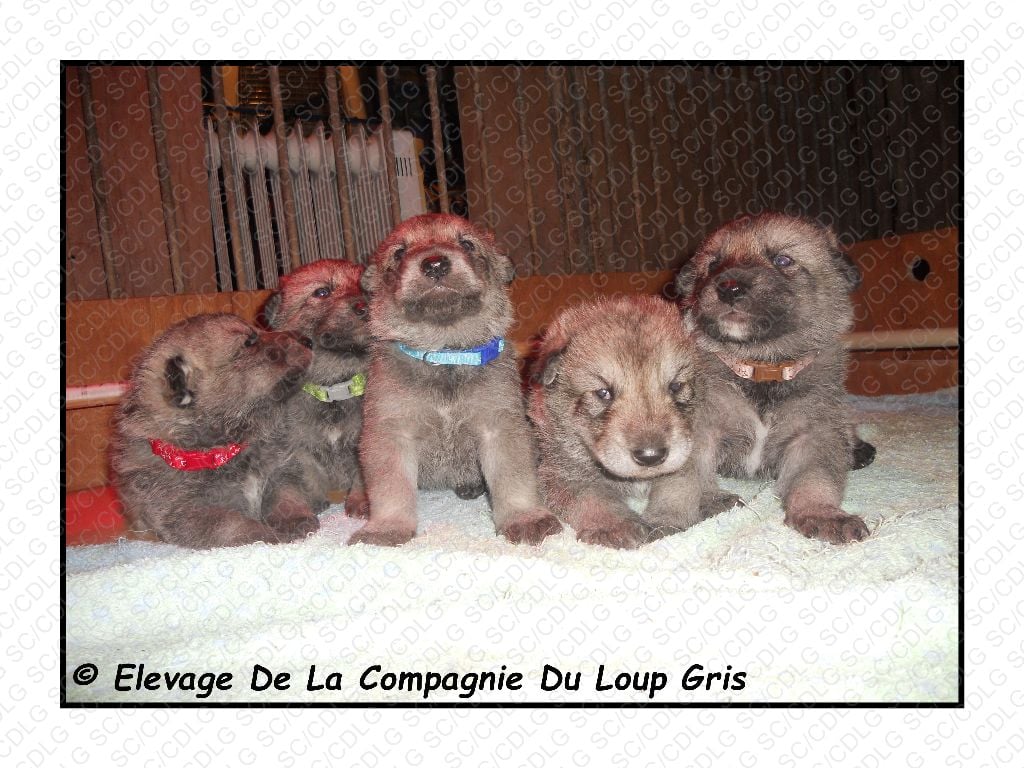 de la compagnie du loup gris - Chien-loup de Saarloos - Portée née le 20/02/2017