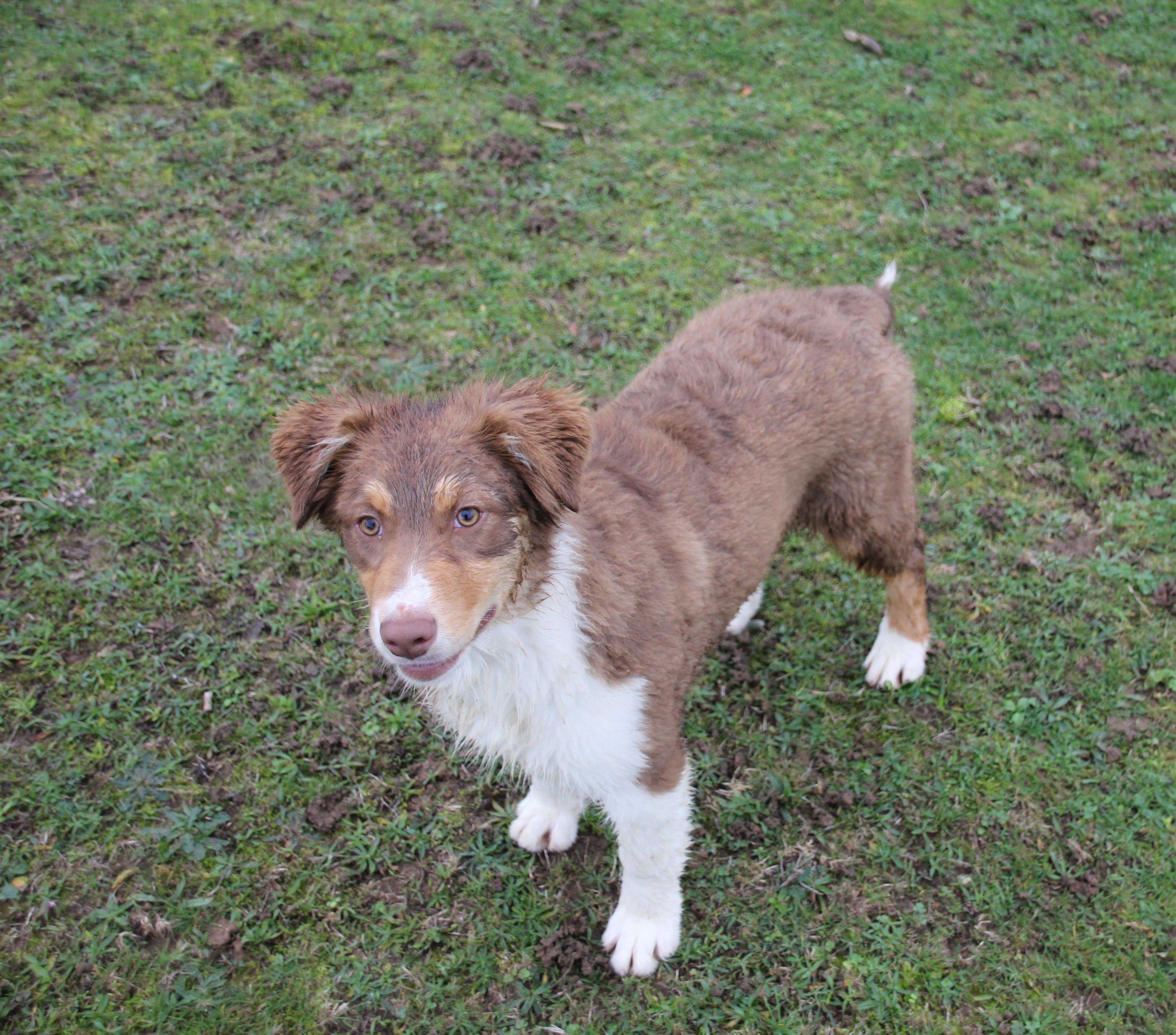 de l'Oeil du Cyclone - Chiots disponibles - Berger Australien