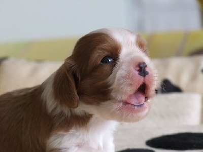 de la Dynastie d'Orkhan - Nouvelles photos des chiots...