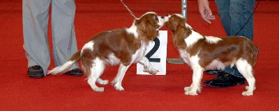 de la Dynastie d'Orkhan - Résultats spéciale Cavalier King Charles Douai