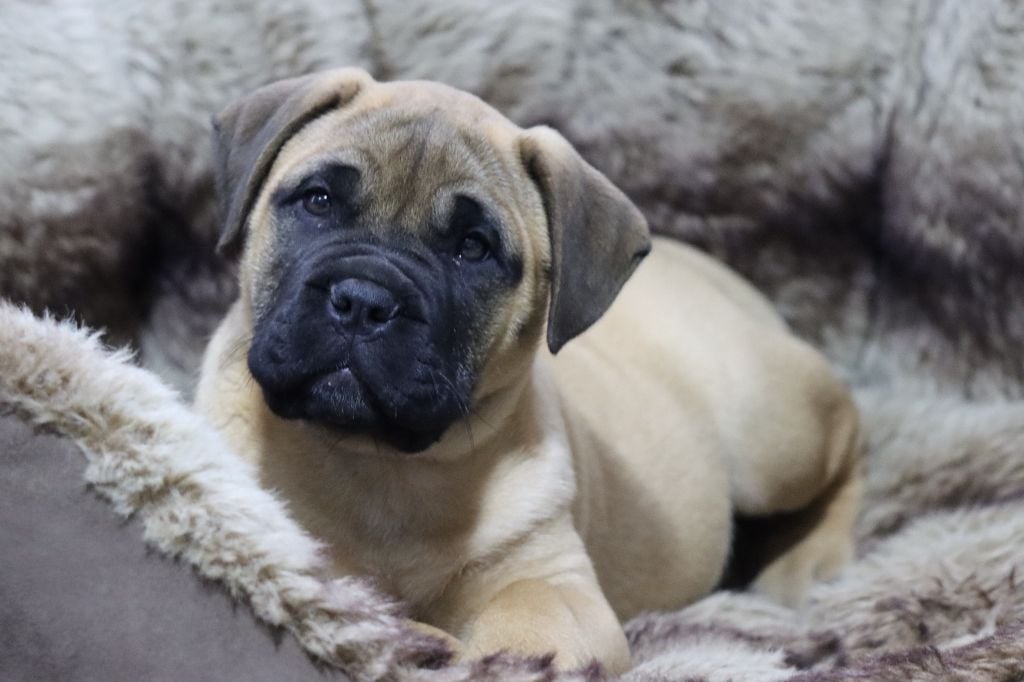 de la Dynastie d'Orkhan - Chiots disponibles - Bullmastiff