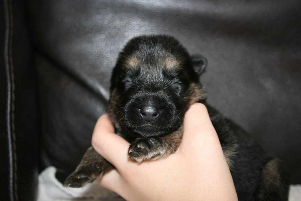 du Vallon de la Croix D'Estrine - Chiots disponibles - Berger Allemand