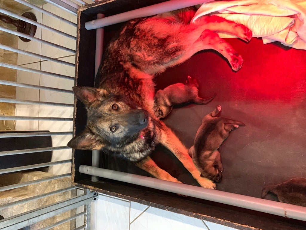 Chiot Berger Allemand du Vallon de la Croix D'Estrine