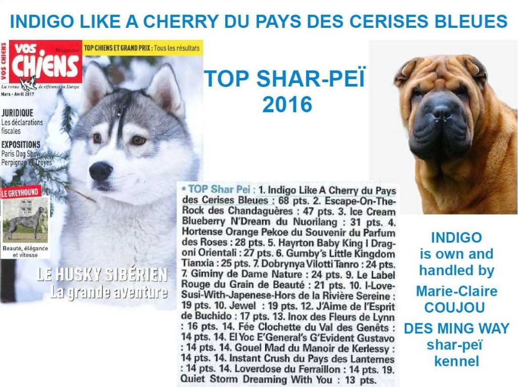 des Ming Way - INDIGO TOP SHAR-PEÏ 2016