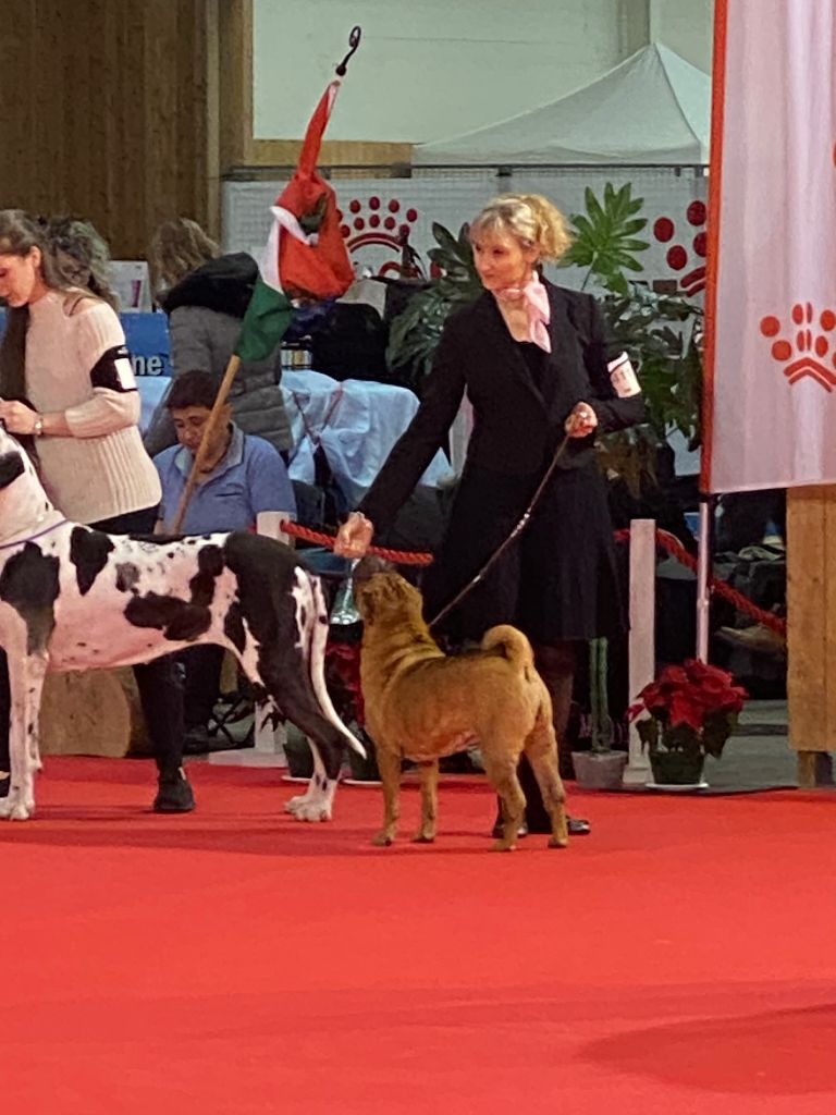 des Ming Way - Cherry BOB 2 jours PARIS DOG SHOW 2023