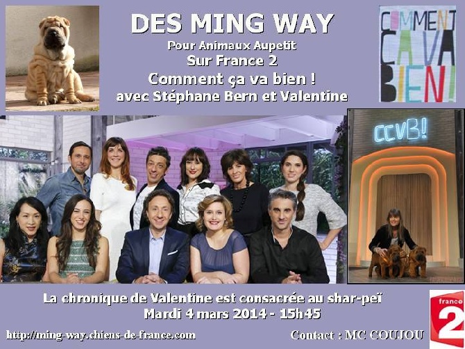 des Ming Way - CCVB INVITE LE SHAR-PEÏ SUR FRANCE 2