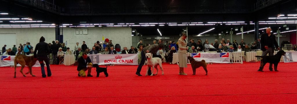 des Ming Way - INDIGO CACS CACIB et BOB - ANGERS 2015