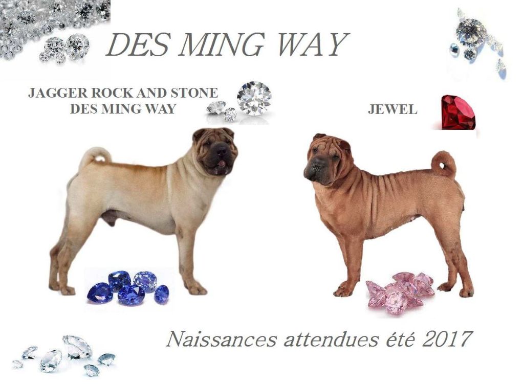 des Ming Way - Naissances attendues été 2017