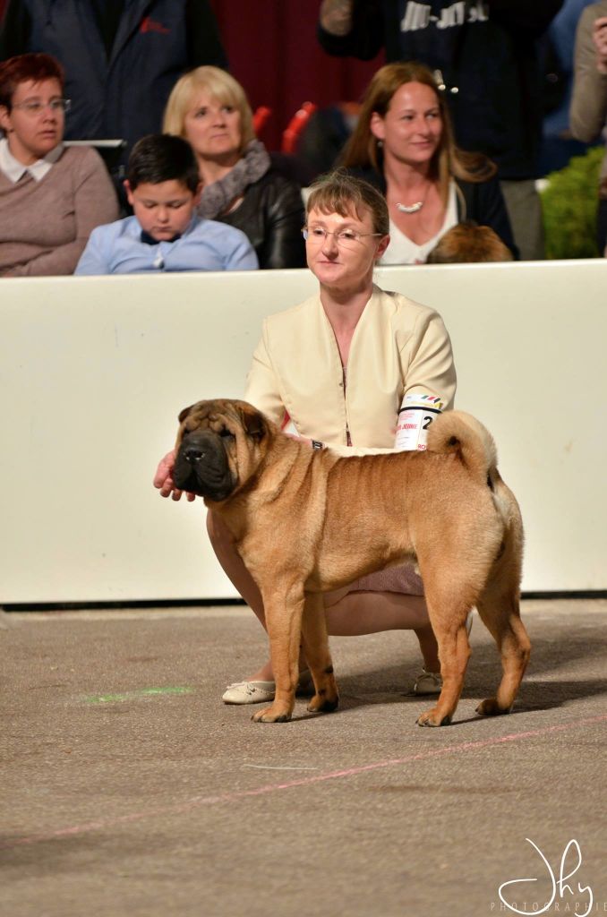 des Ming Way - MAXIMUS MONACO 2017 - Meilleur jeune et Champion jeune