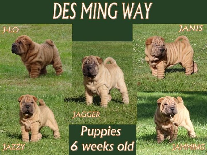 des Ming Way - Les BB de Escape ont 6 semaines