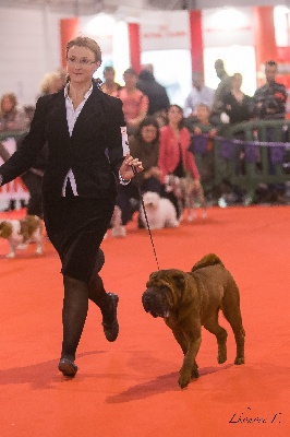 des Ming Way - INDIGO LIKE A CHERRY BEST PUPPY ROUEN 2013