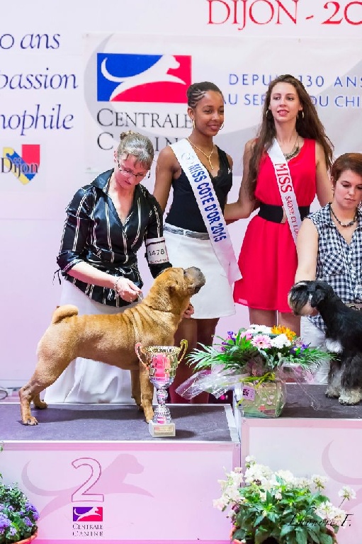 des Ming Way - JEWEL MEILLEUR PUPPY DE RACE CHAMPIONNAT DE FRANCE 2015