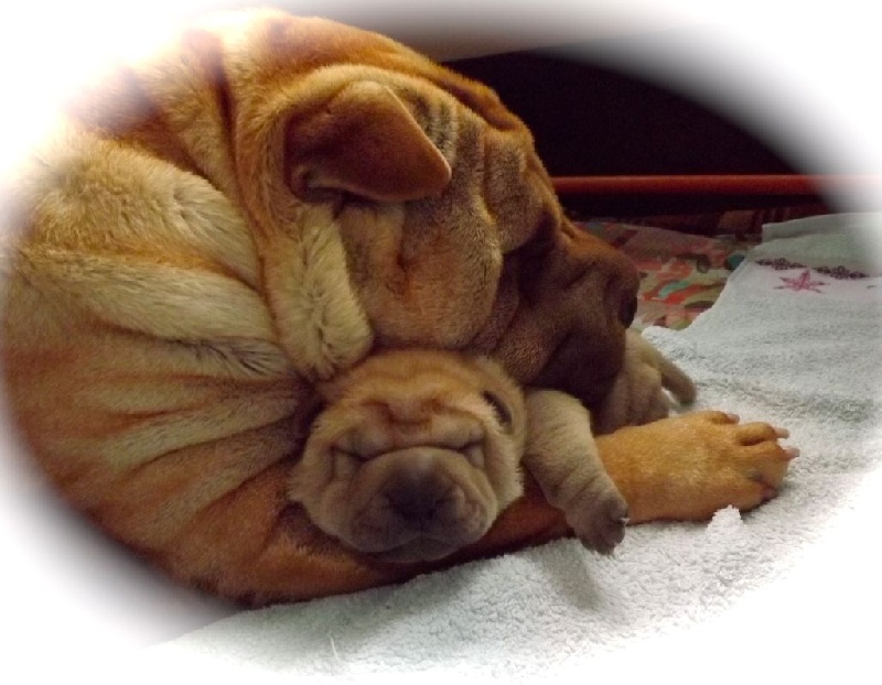 des Ming Way - Shar Pei - Portée née le 05/05/2015