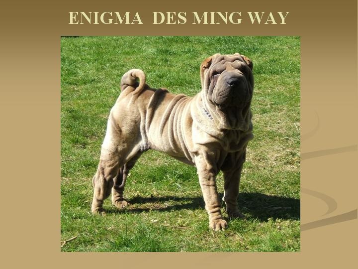 des Ming Way - Shar Pei - Portée née le 27/10/2009