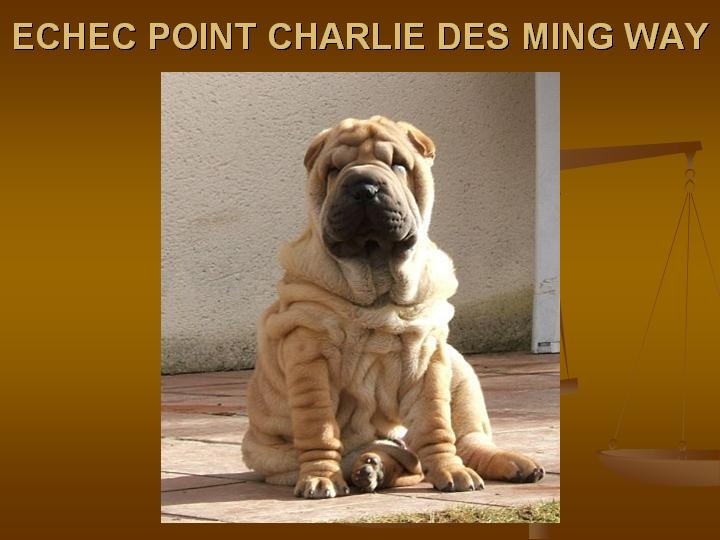 Chiot Shar Pei des Ming Way